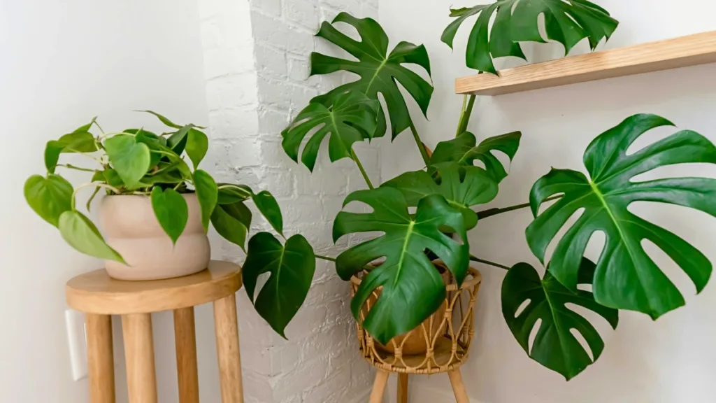 plantas para vasos