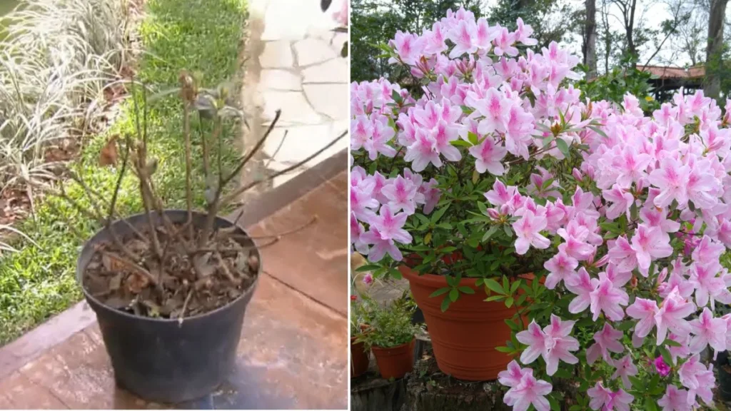 azaleias florescerem