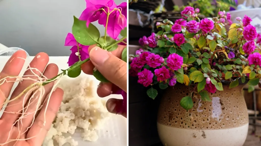 bougainvillea