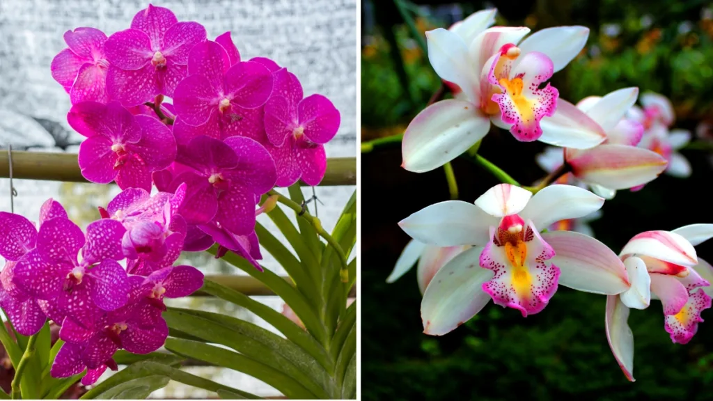 orquideas para dentro de casa