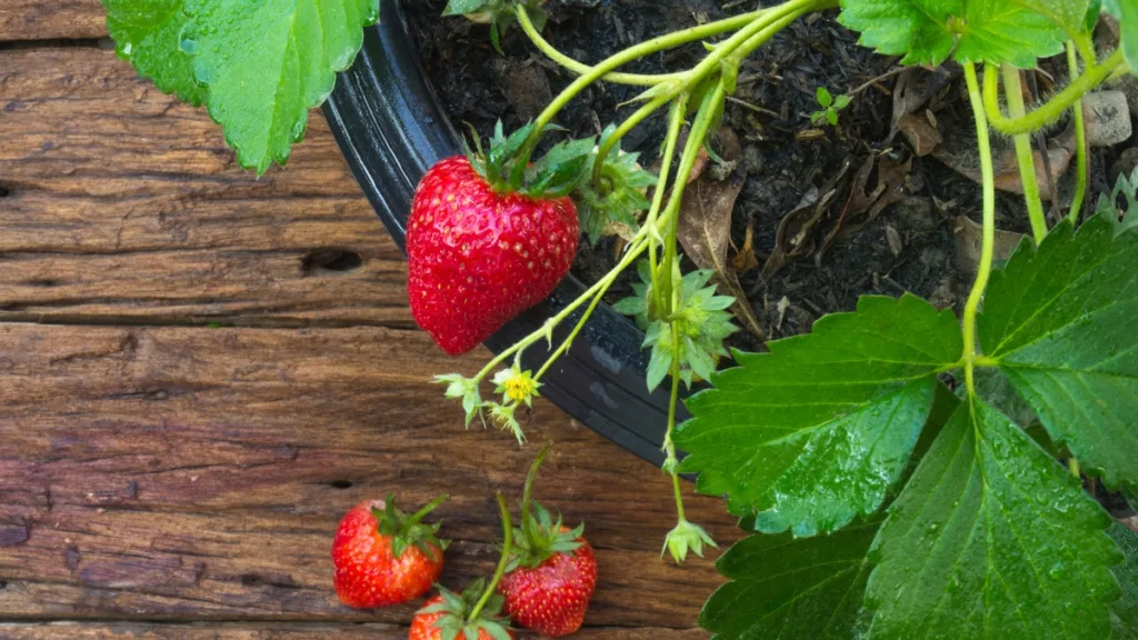 cultivar morangos em vaso