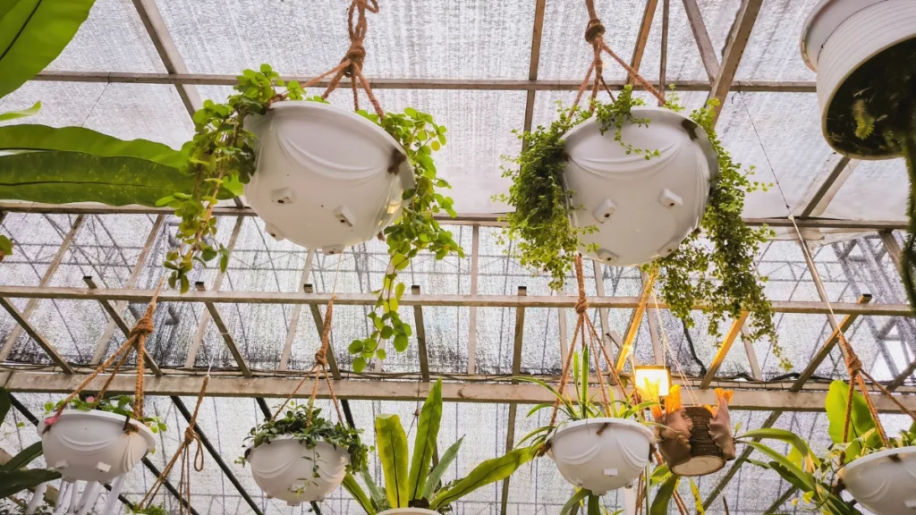 plantas pendentes