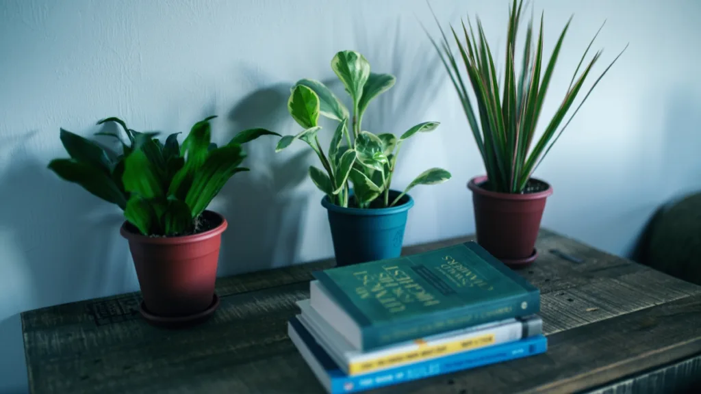 plantas que não precisam de sol