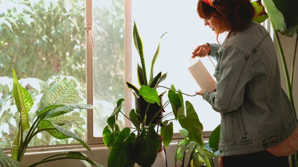 dicas paa cuidar de plantas