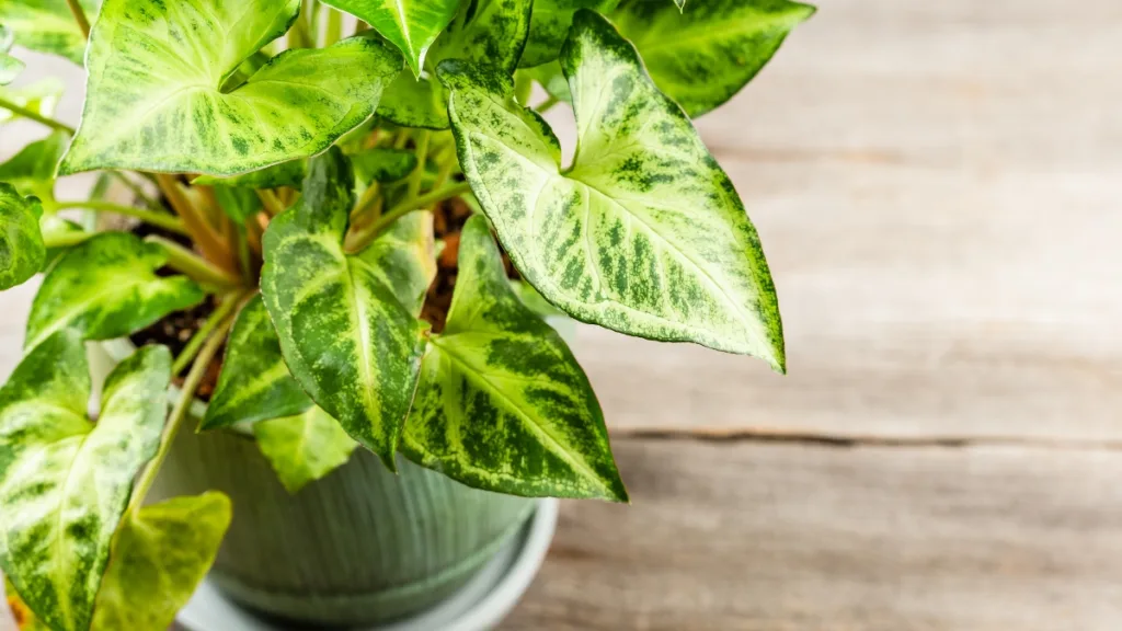 plantas mais faceis de cuidar