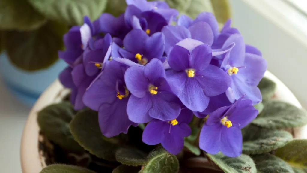 violetas