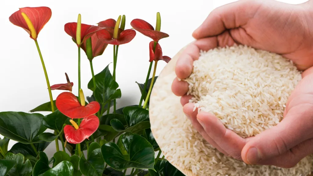 adubo de arroz