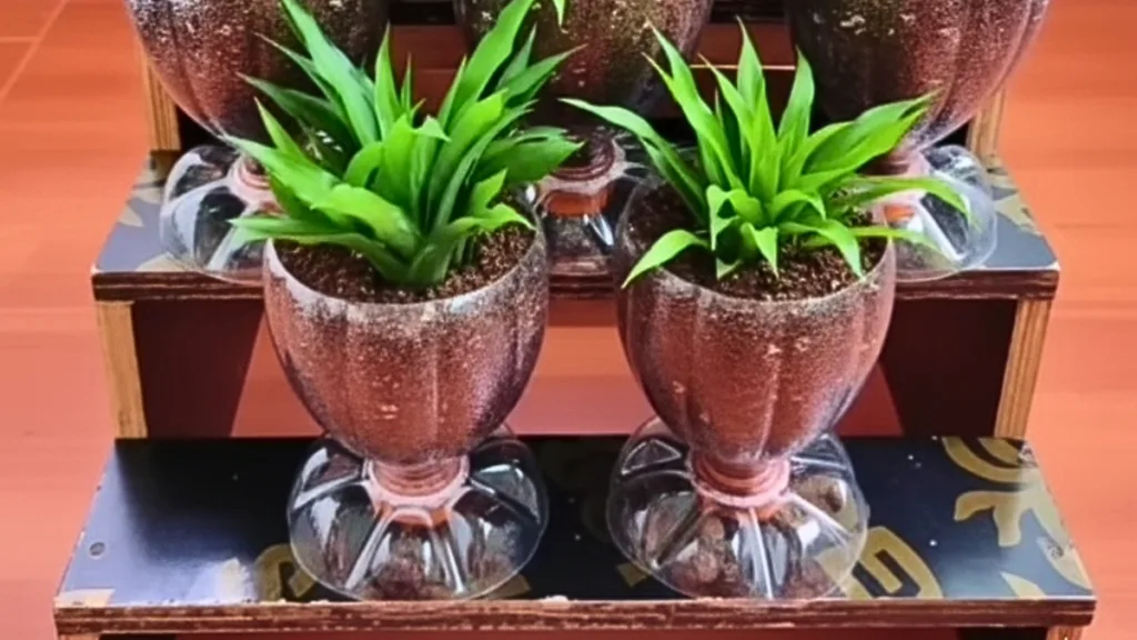 vaso de planta com garrafa