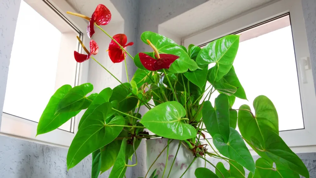 flores para dentro de casa