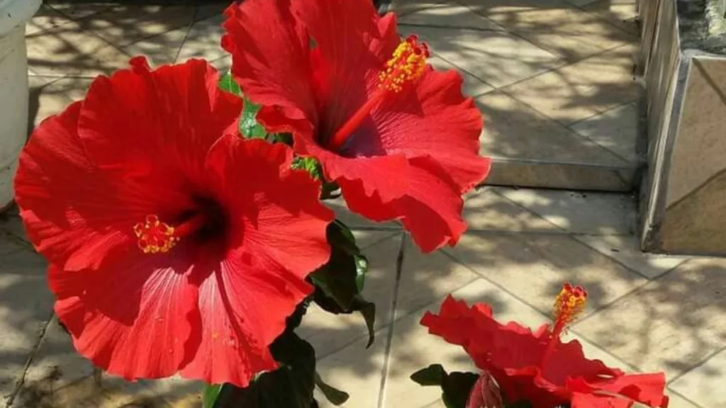 flores de sol pleno