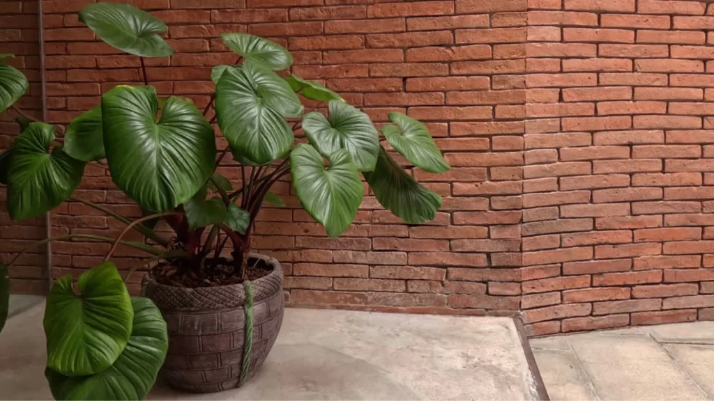 plantas para cantos