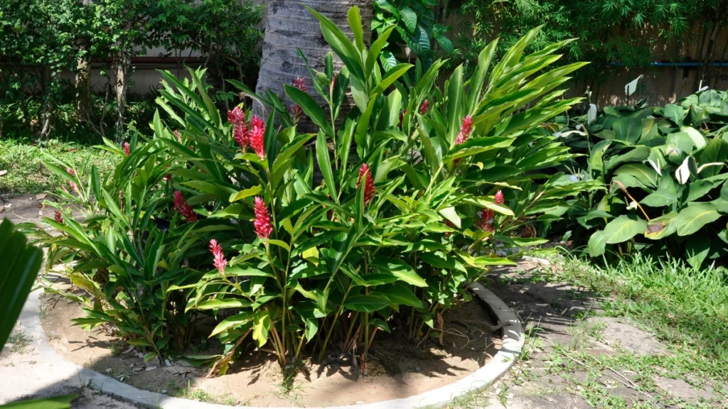 plantas tropicais