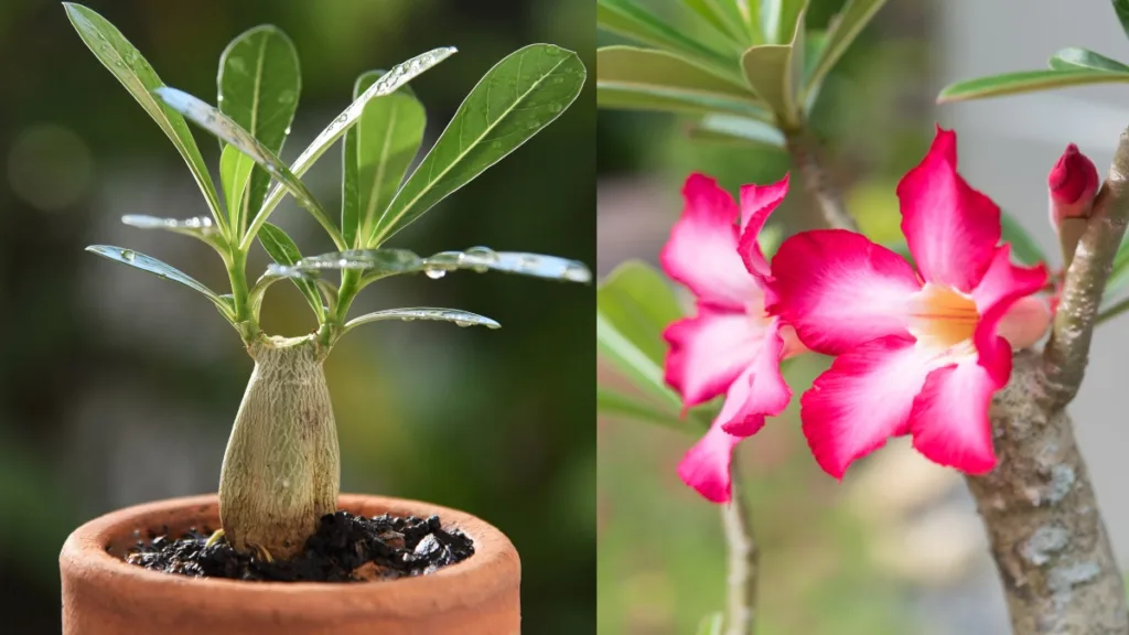 mudas rosa do deserto