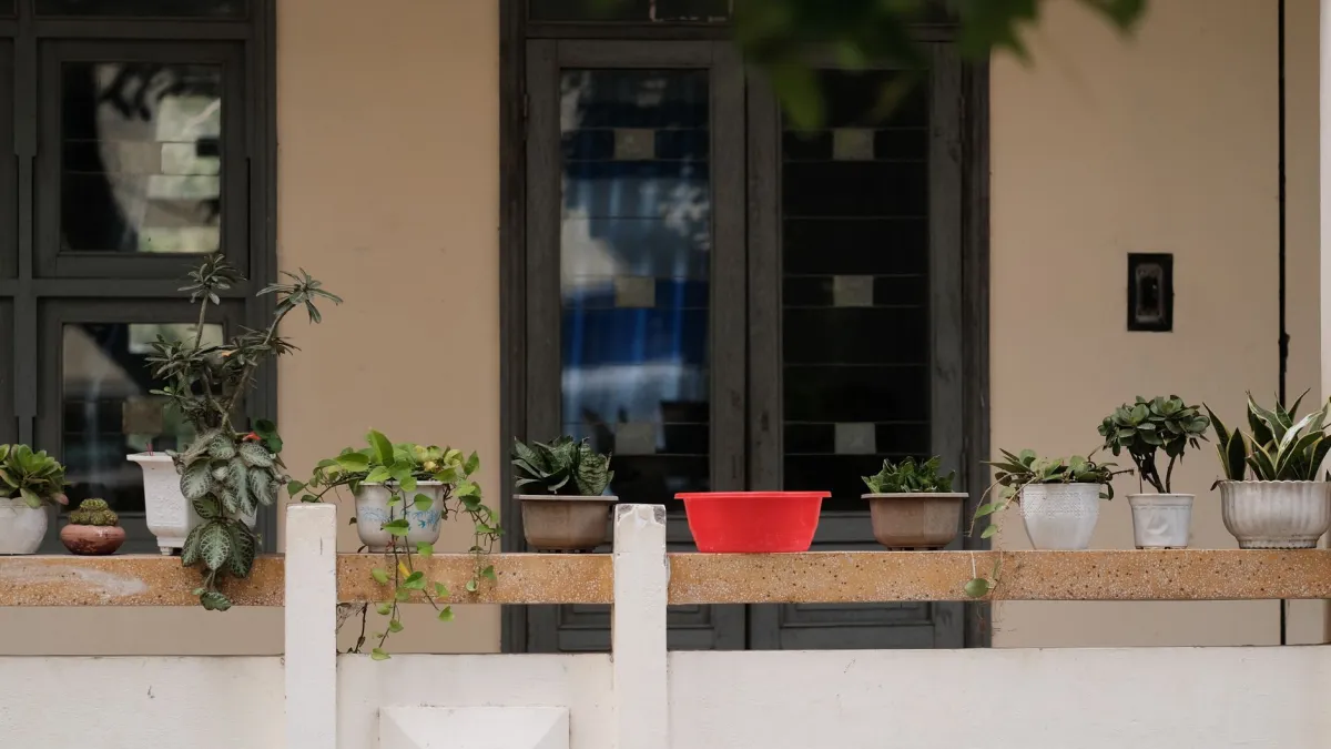 Agrupamento de plantas em vasos em uma varanda para proteção mútua contra o vento