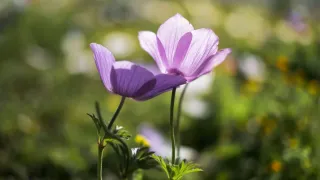 Anêmonas coloridas florescendo sob luz solar em um jardim bem cuidado.