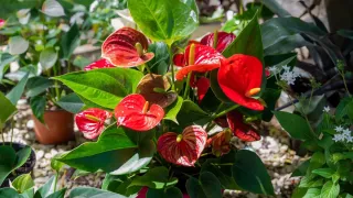 Antúrio com flores vermelhas vibrantes em um vaso, em um ambiente interno com luz indireta brilhante.
