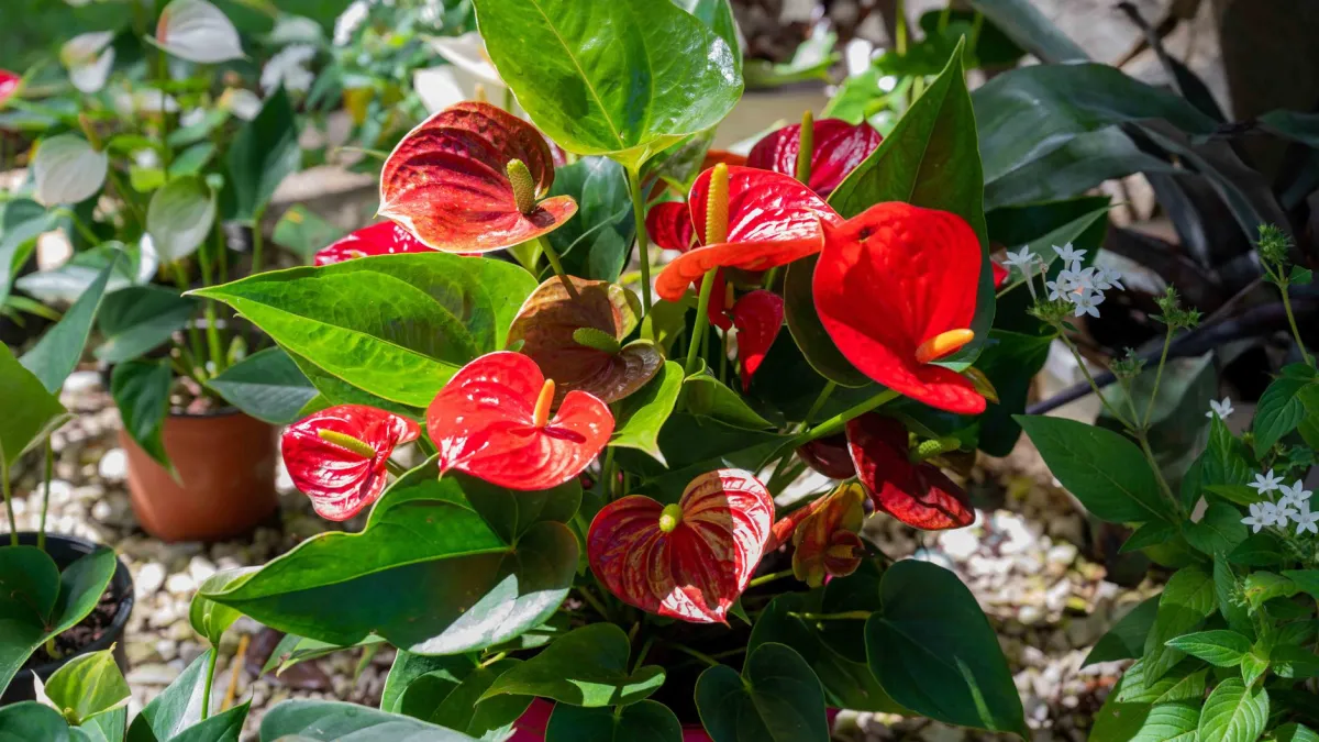 Antúrio com flores vermelhas vibrantes em um vaso, em um ambiente interno com luz indireta brilhante.