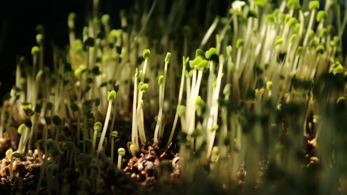 Base de uma planta de cebolinha com novos brotos verdes surgindo.
