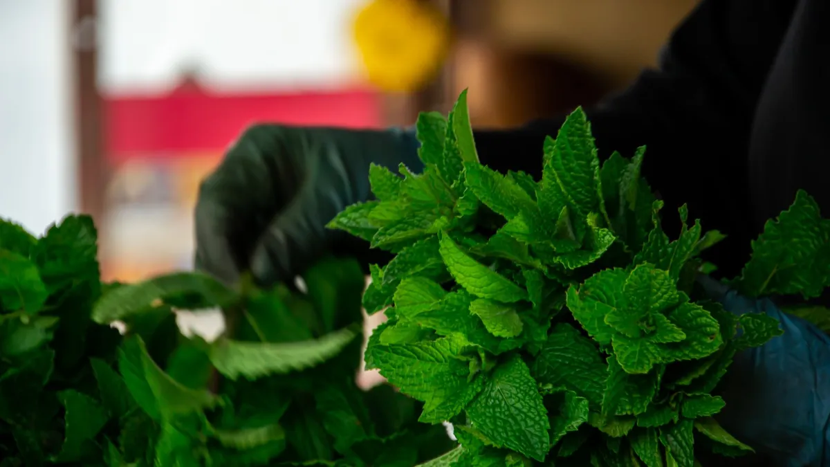 Base de uma planta de hortelã coberta com palha para proteção contra o frio.