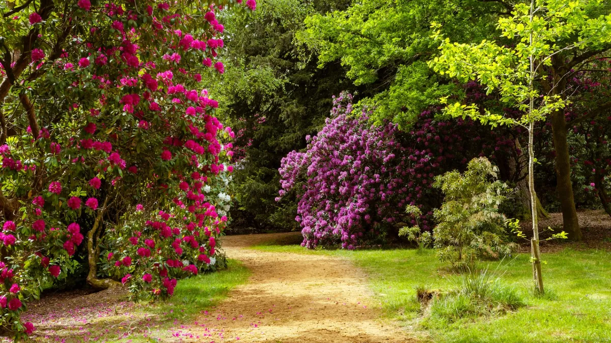 Borda de jardim com impatiens e begônias em um local com sombra parcial