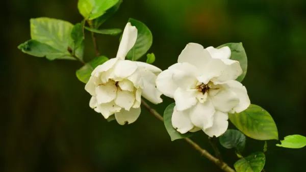 Botões de gardênia com aspecto de queda em um galho