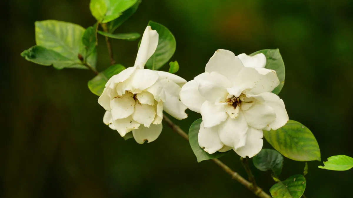 Botões de gardênia com aspecto de queda em um galho