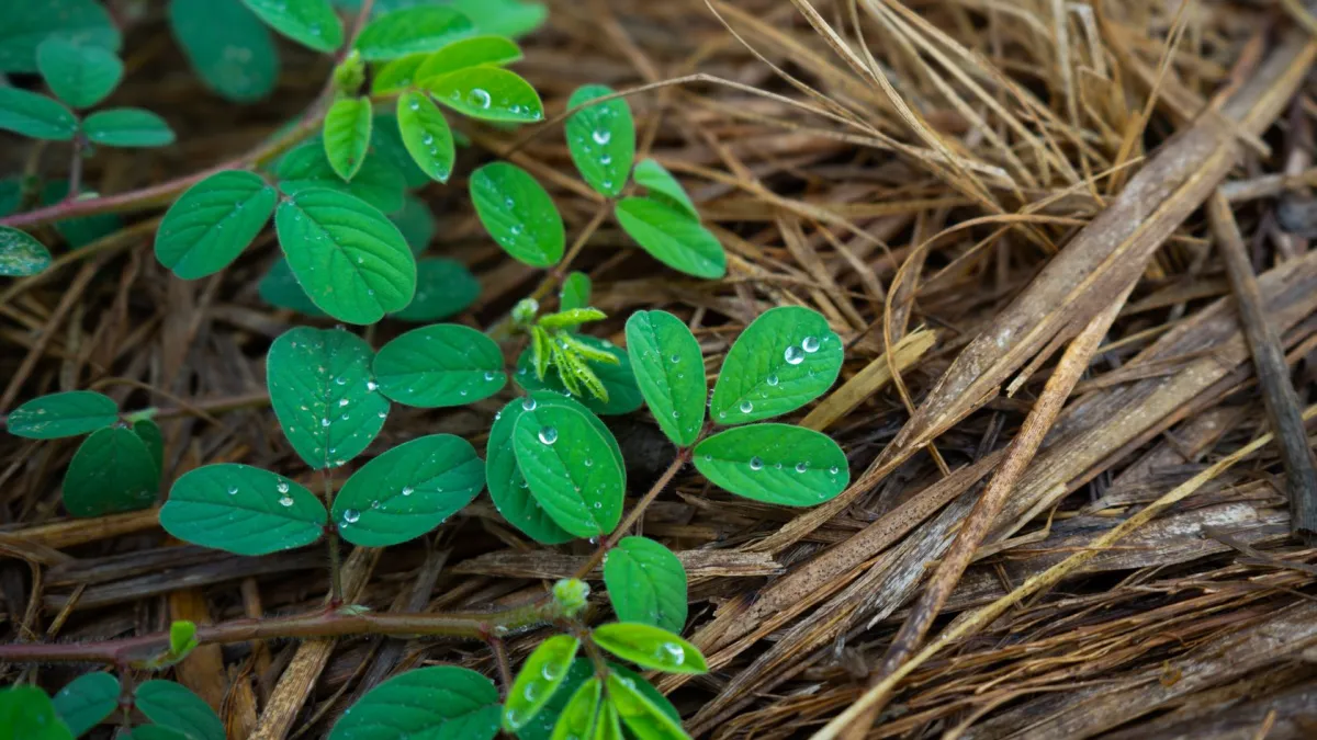 Camada espessa de palha seca cobrindo o solo ao redor da base de uma planta de chicória para isolamento.