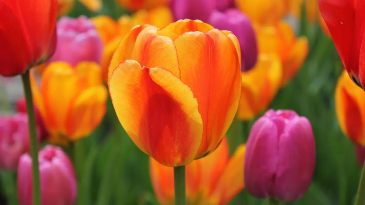Campo de tulipas coloridas desabrochando sob a luz do sol, mostrando a diversidade de tons.