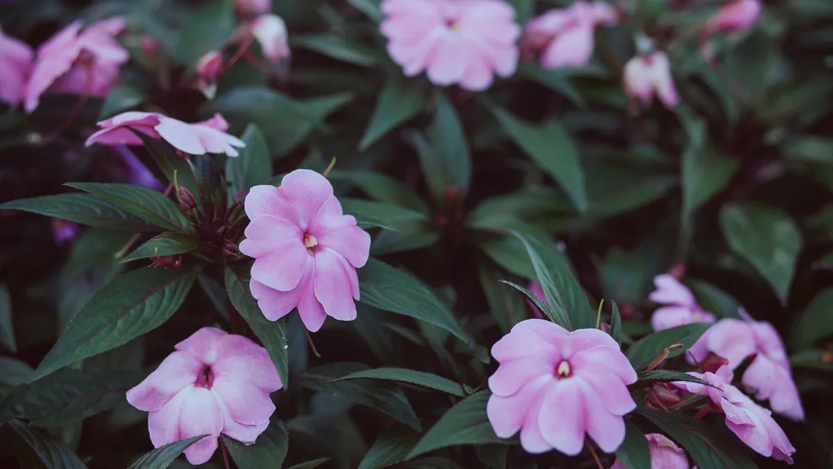 Canteiro florido com muitas impatiens em tons vibrantes de rosa e vermelho