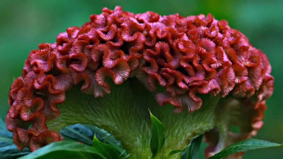 Celósia com flores vermelhas vibrantes e algumas folhas amareladas ao redor