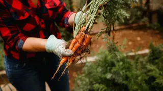 Cenouras recém-colhidas saindo da terra