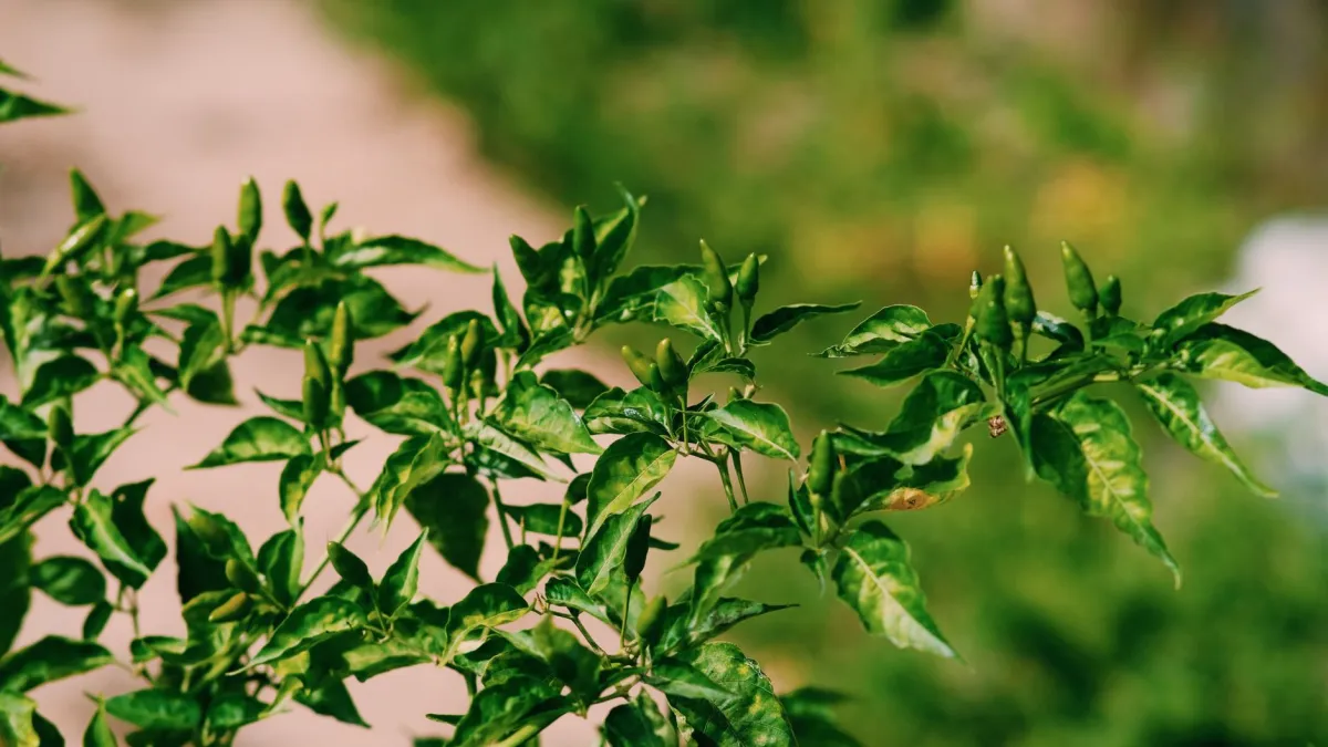 Close-up das folhas de uma planta de pimenta mostrando pequenos pulgões verdes