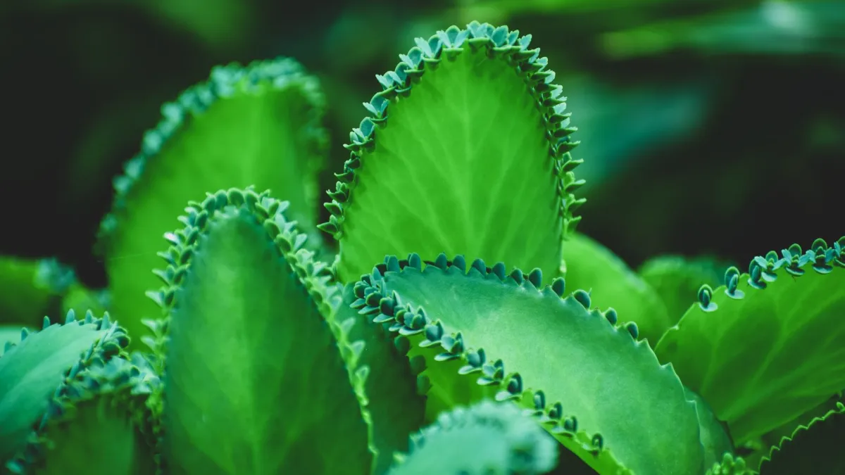 Close-up das folhas verdes e caules de um kalanchoe saudável, indicando crescimento vigoroso.