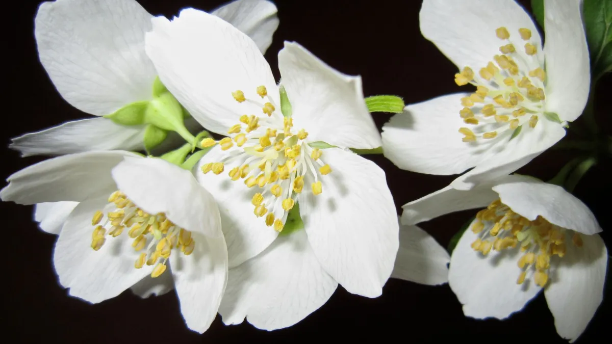 Close-up de delicadas flores de jasmim brancas e rosadas em um vaso