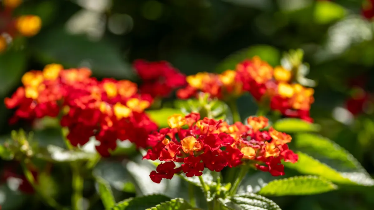 Close-up de flores coloridas e vibrantes em um jardim ensolarado