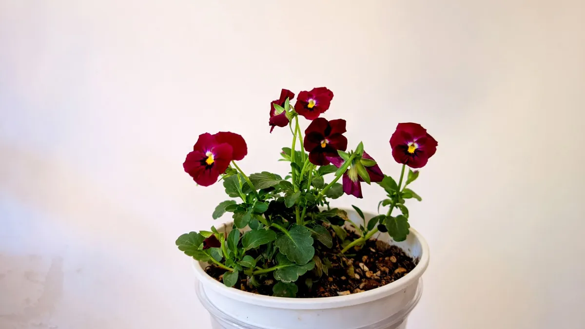 Close-up de flores de amor-perfeito em tons vibrantes de roxo e amarelo em um vaso, ideal para decorar varandas no inverno.