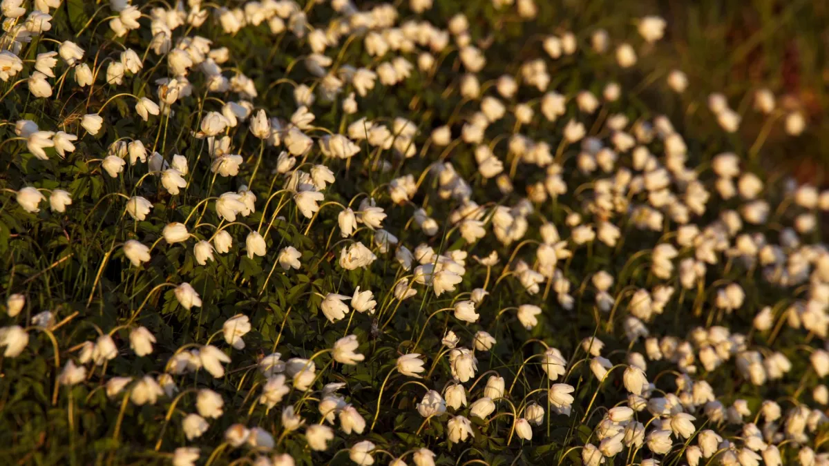 Close-up de flores de anêmona com pétalas delicadas capturando a luz suave do sol da manhã.