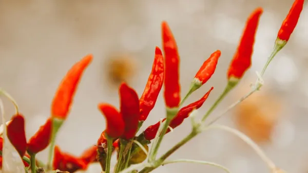 Close-up de flores delicadas de uma planta de pimenta em um galho