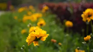 Close-up de flores vibrantes de coreópsis em um jardim ensolarado.