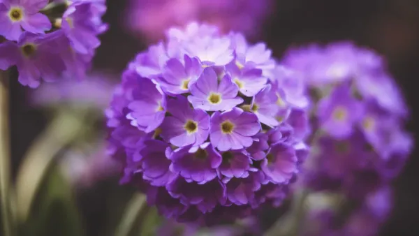 Close-up de flores vibrantes de prímula em um jardim ensolarado