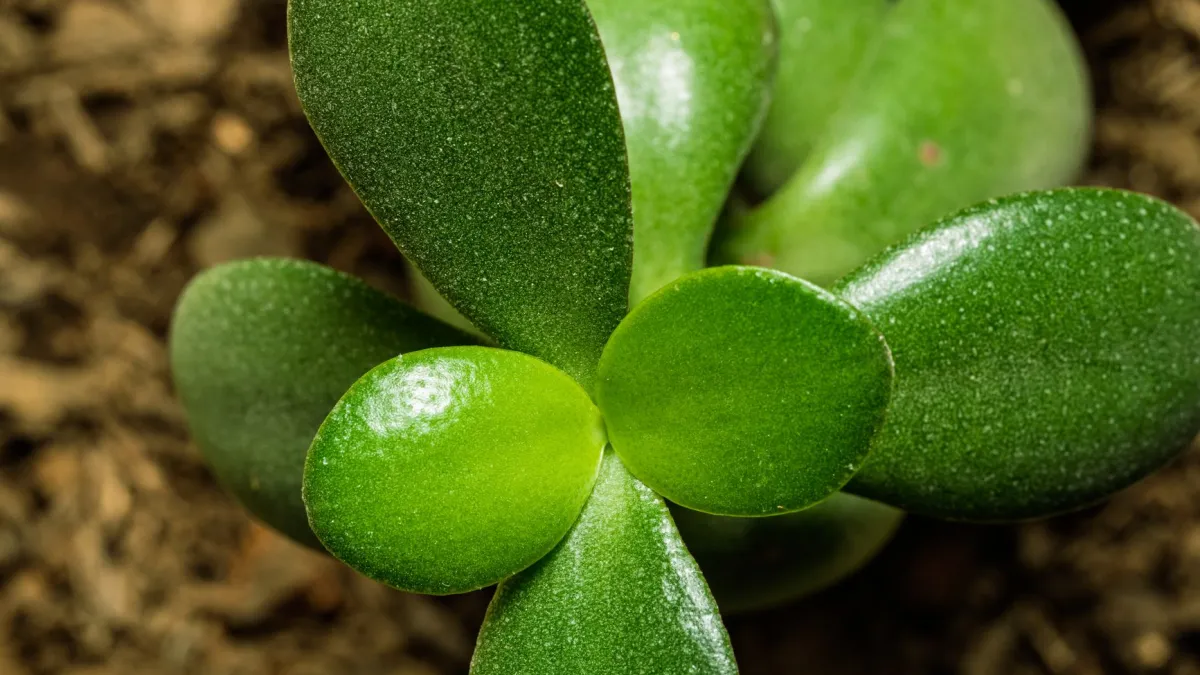 Close-up de folhas de planta-jade com as pontas secas e marrons.