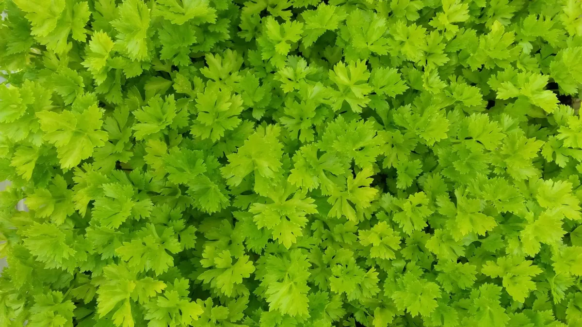 Close-up de folhas de salsa verdes e saudáveis, mostrando sua textura.