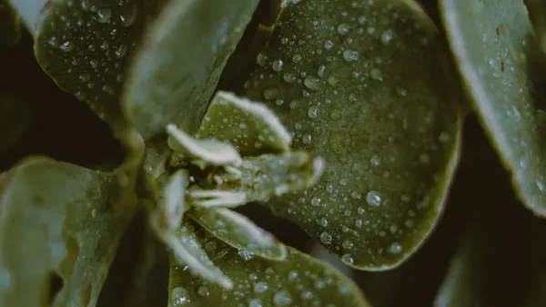 Close-up de folhas verdes com gotículas de água, simbolizando a limpeza e hidratação das plantas.