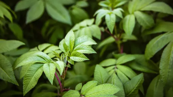 Close-up de folhas verdes e saudáveis de uma planta sob luz natural