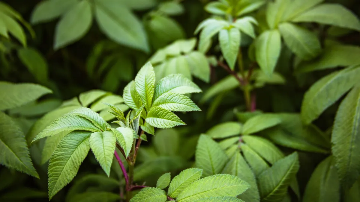 Close-up de folhas verdes e saudáveis de uma planta sob luz natural