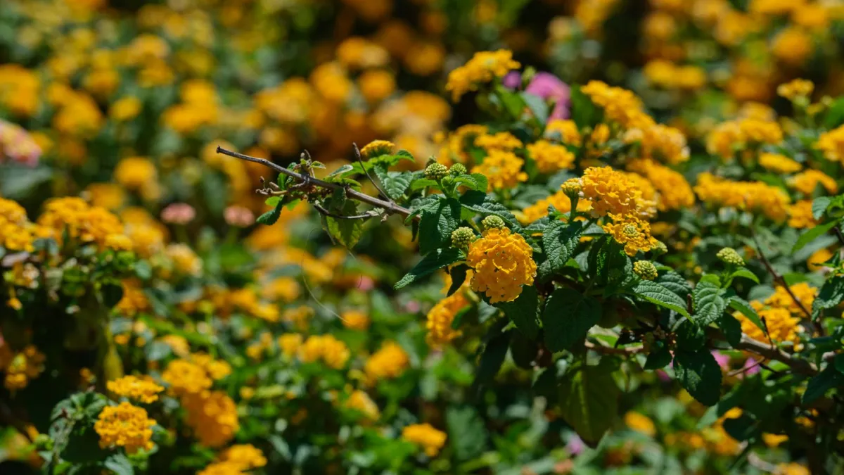 Close-up de inflorescências de lantana em tons vibrantes de amarelo e laranja.