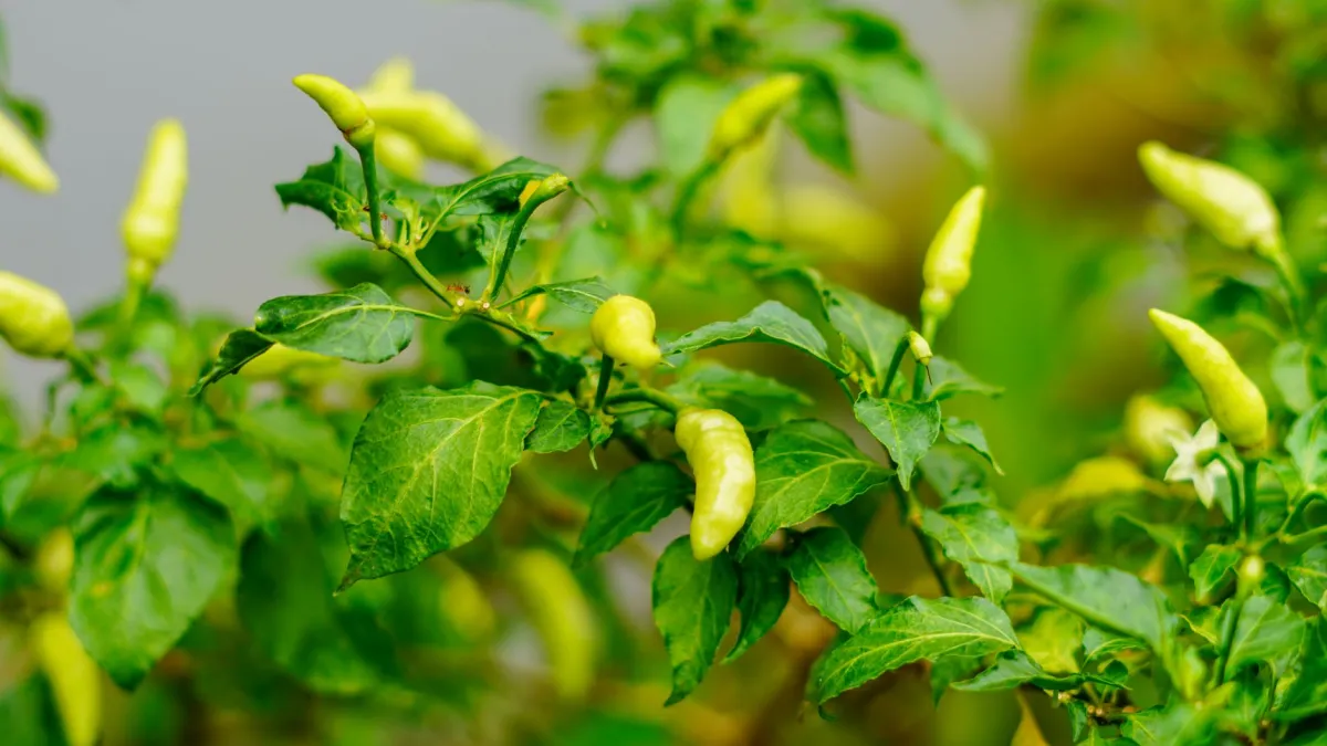 Close up de pimentas dedo de moça frescas crescendo em uma planta