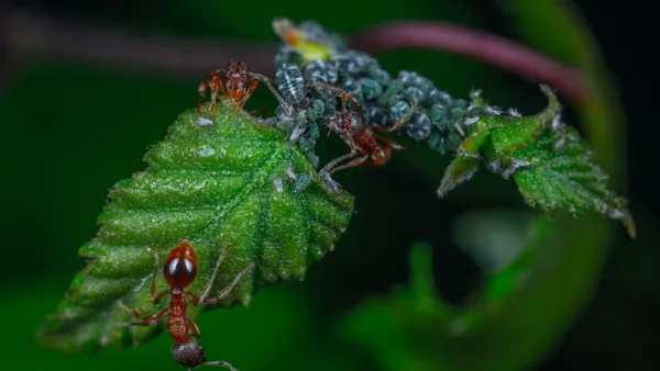 Close-up de pulgões verdes se alimentando em uma folha de planta tenra.
