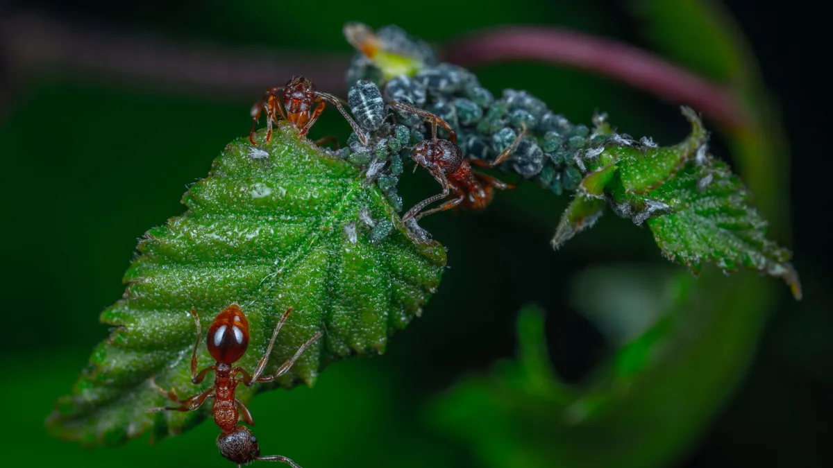 Close-up de pulgões verdes se alimentando em uma folha de planta tenra.
