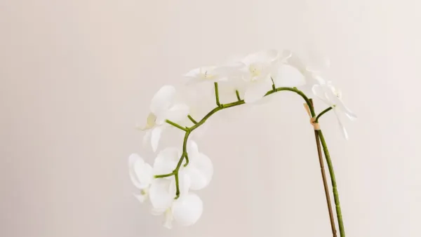 Close-up de raízes de orquídea esbranquiçadas com gotas de água.